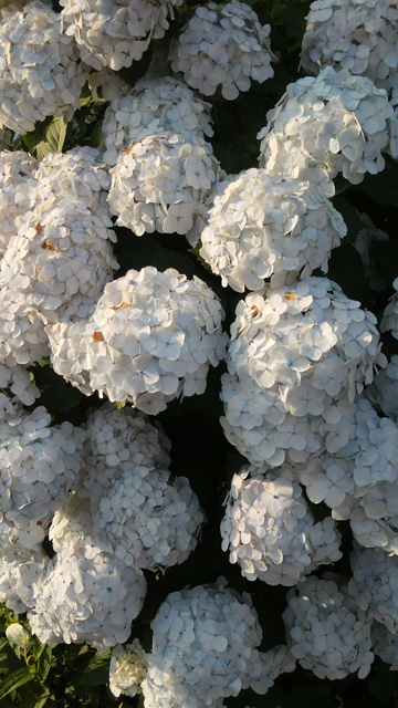 DCIM0026.jpg